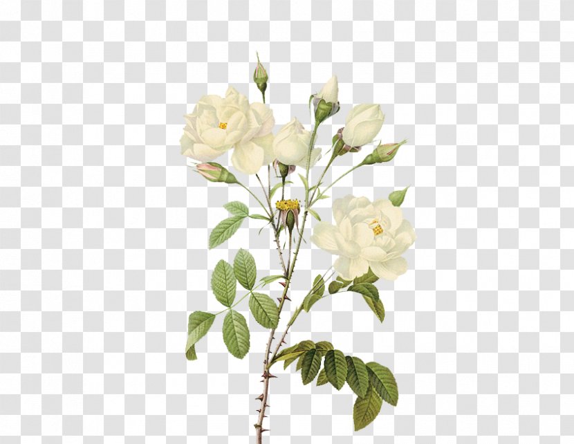 Rose Flower Clip Art - White Roses Transparent PNG