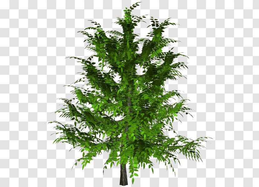 Larch Tree Spruce Shrub - Plant Transparent PNG