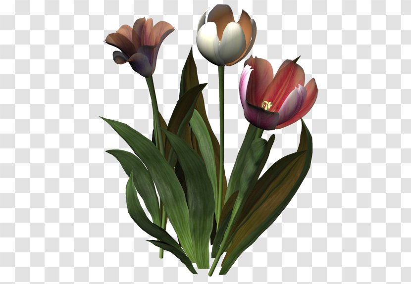 Tulip Flower Ping Clip Art - Blog Transparent PNG