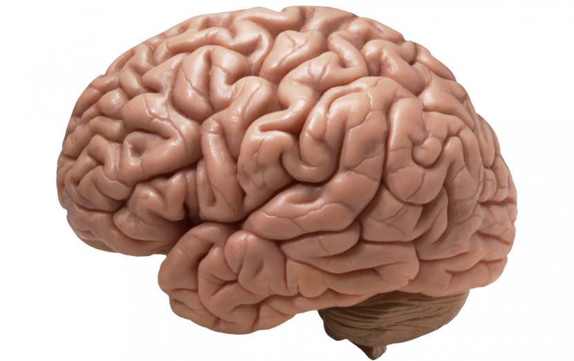 Human Brain Homo Sapiens Cerebral Cortex Ten Percent Of The Myth - Heart Transparent PNG