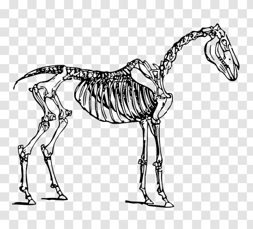 Horse Skeleton Skull Clip Art - Dinosaur Transparent PNG