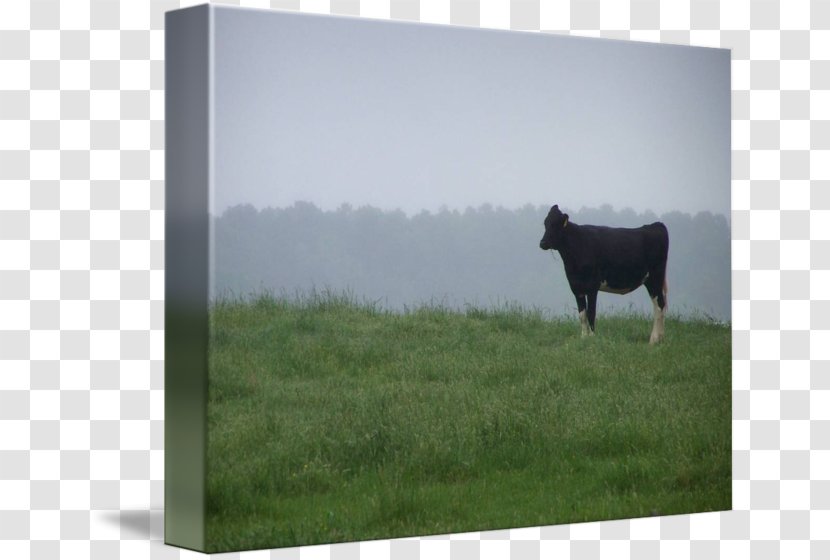 Cattle Pasture Picture Frames Farm Sky Plc - Watercolor Cow Transparent PNG