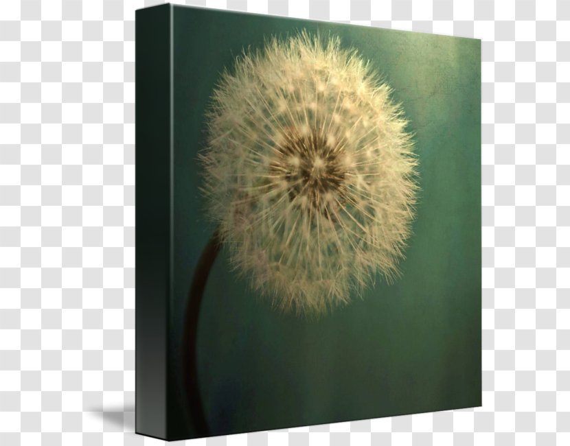 Dandelion Fine-art Photography Nature - Artist Transparent PNG