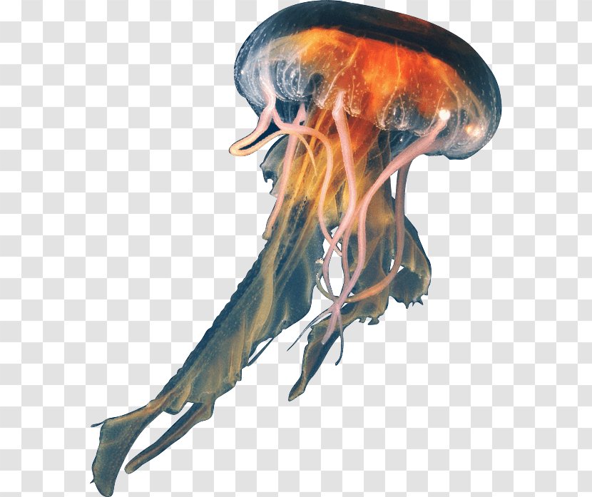 Jellyfish Aurelia Aurita Marine Invertebrates - Ocean - Box Transparent PNG
