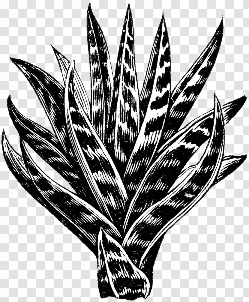 Aloes Image Clip Art - Leaf - Succulent Button Transparent PNG