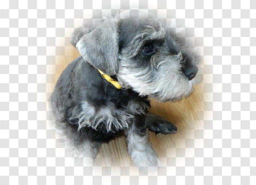 Miniature Schnauzer Cesky Terrier Standard Schnoodle Lakeland - Puppy Transparent PNG