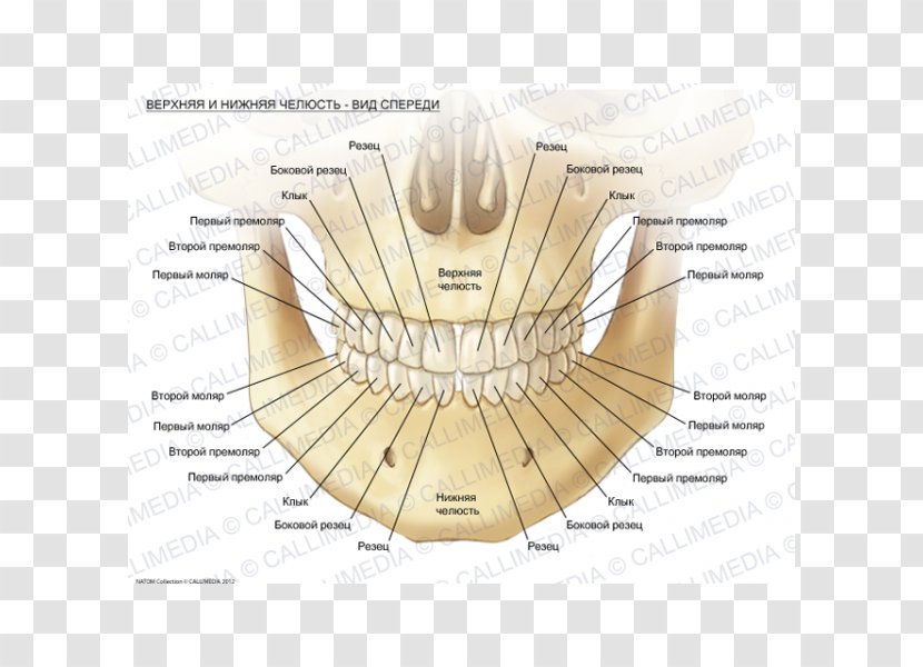 Mandible Maxilla Human Anatomy Alaleuanluu - Tree - Heart Transparent PNG