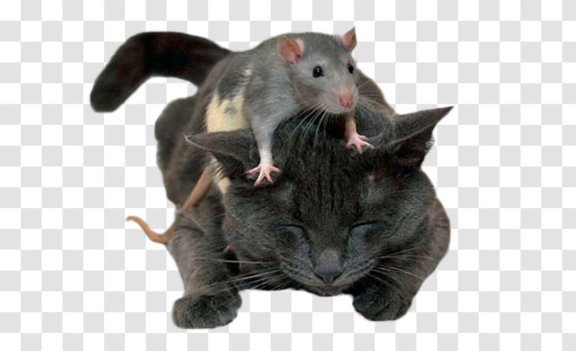 Cat Brown Rat Mouse Kitten Felidae - Black Transparent PNG
