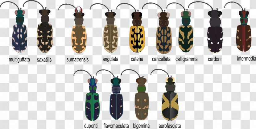 Beetle Cicindela Aurofasciata Lophyra Catena Animal Earring Transparent PNG