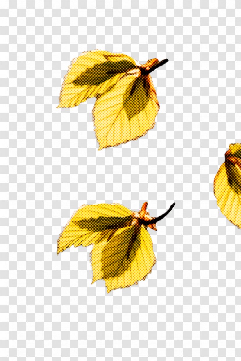 Leaf Yellow Plant Tree Beech - Twig Deciduous Transparent PNG
