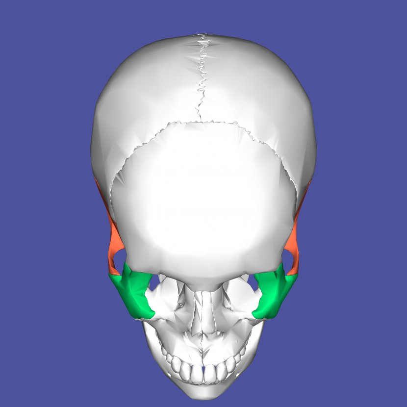 Nose Jaw Mouth Skull - Bone Transparent PNG