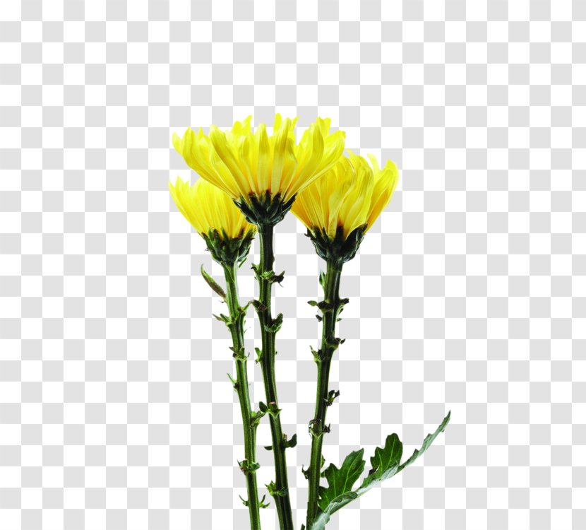 Crown Daisy Image JPEG Download - Chrysanthemum - Acidity Border Transparent PNG