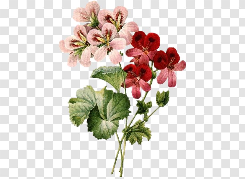 Floral Design Cut Flowers Clip Art - Flower Bouquet - Nature Botanical Transparent PNG