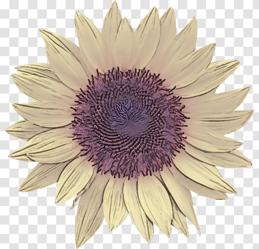 Cut Flowers Purple Petal Flower Transparent PNG