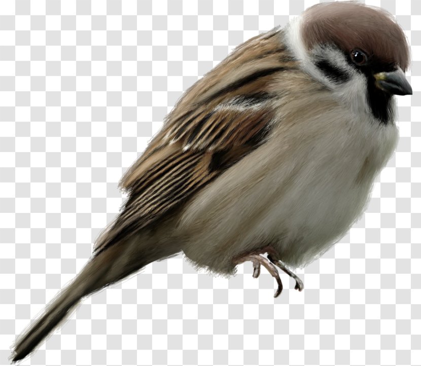 Bird Cartoon - Old World Flycatcher - Chickadee Emberizidae Transparent PNG