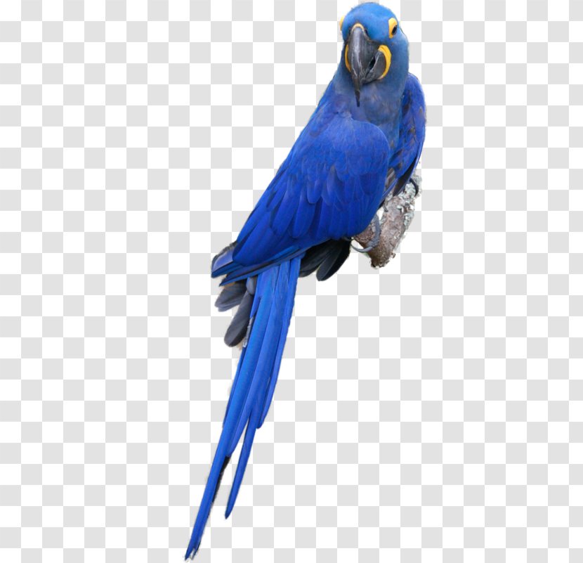 Budgerigar Macaw Parrot Lovebird - Common Pet Parakeet Transparent PNG