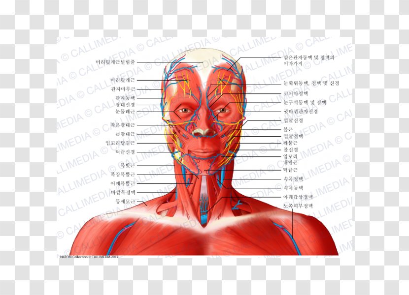 Temporoparietalis Muscle Nerve Head And Neck Anatomy - Frame - Bloodstain Transparent PNG
