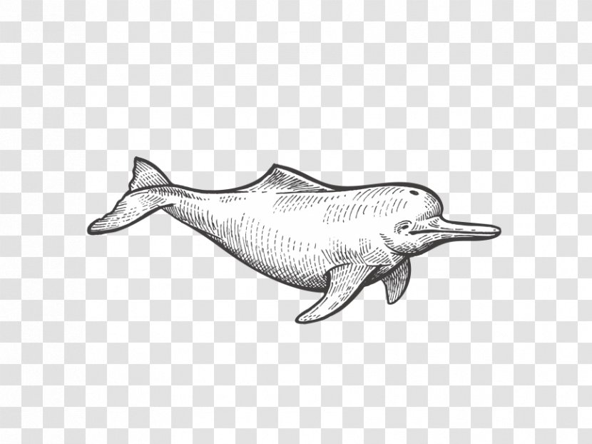 Vector Graphics Drawing Illustration - Tucuxi - Dolphin Transparency And Translucency Transparent PNG