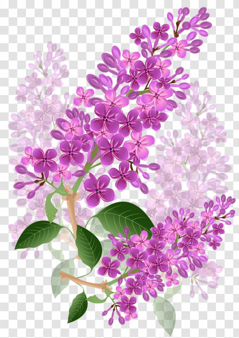 Flower Lilac Lavender Violet Purple Transparent PNG