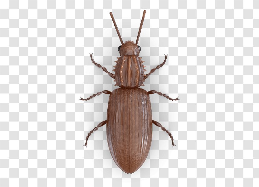 Scarabs Ground Beetle Pest Pantry - Organism - Dead Bug Transparent PNG