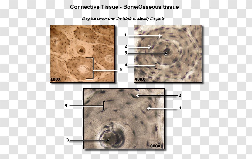 Dense Connective Tissue Bone Anatomy - Human Body - Bones Transparent PNG
