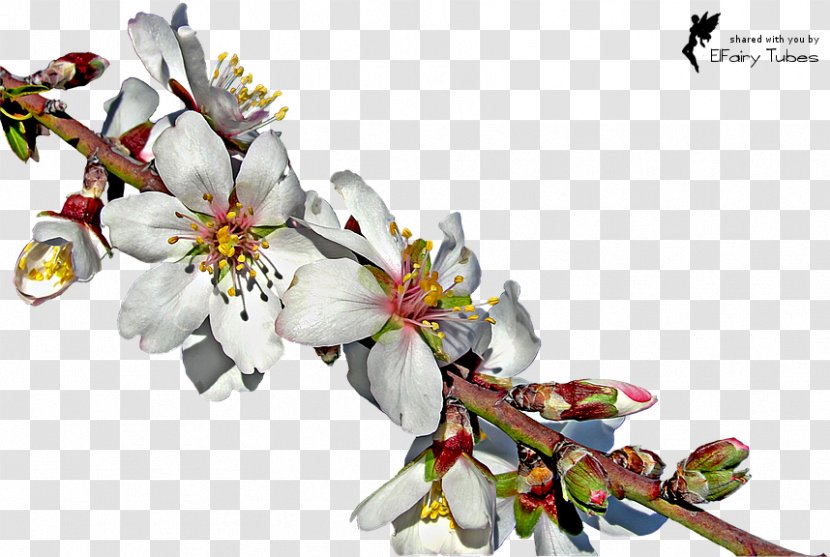 Almond Blossoms Twig Download - Cherry Blossom Transparent PNG