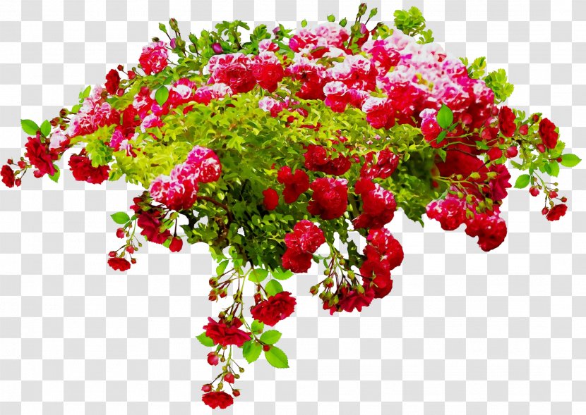 Rose - Paint - Branch Transparent PNG