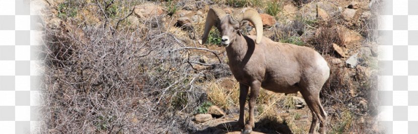 Chamois Goat Antelope Wildlife Terrestrial Animal Transparent PNG
