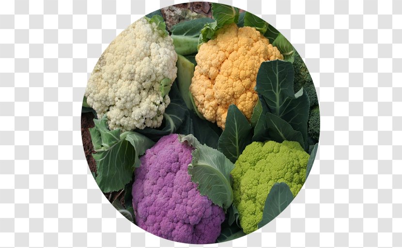 Cauliflower Cruciferous Vegetables Romanesco Broccoli - Potato Transparent PNG