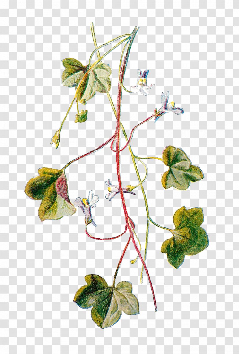 Kenilworth Ivy Yellow Toadflax Flower Illustration - Flowering Plant Transparent PNG