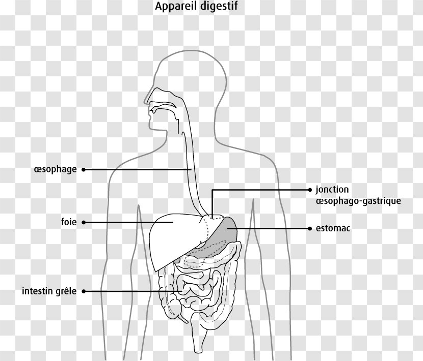 Pancreas Digestion Human Digestive System Bile Anatomy - Silhouette - Esophagus Transparent PNG