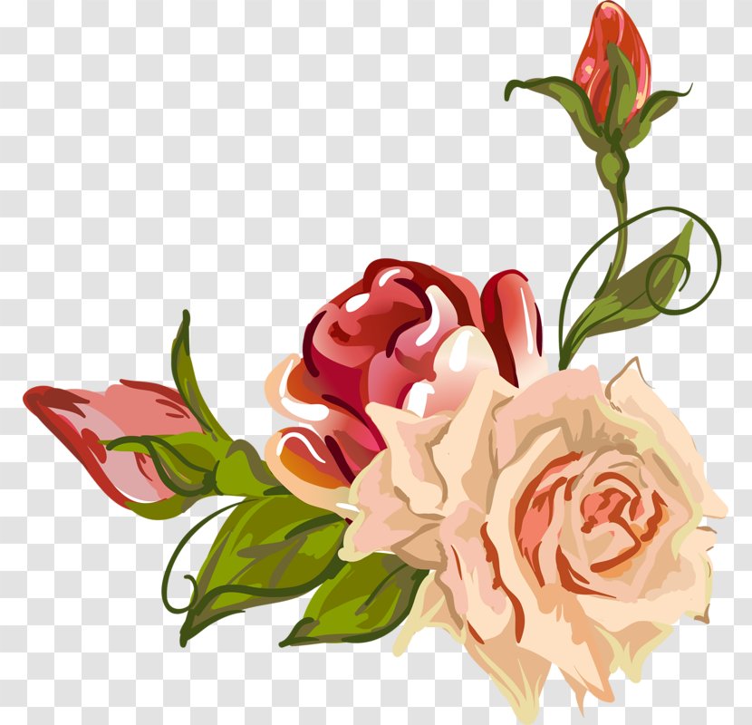 Garden Roses Centifolia Flower Petal Drawing - Rose Family Transparent PNG