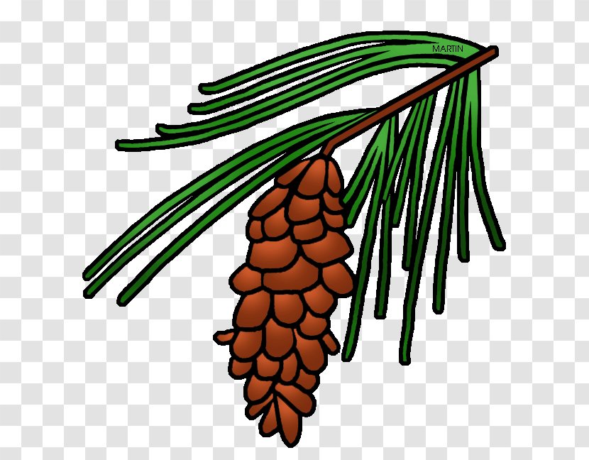Longleaf Pine Loblolly Conifer Cone Tree Clip Art - Fir Transparent PNG