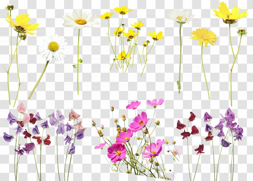 Daisy - Meadow Transparent PNG