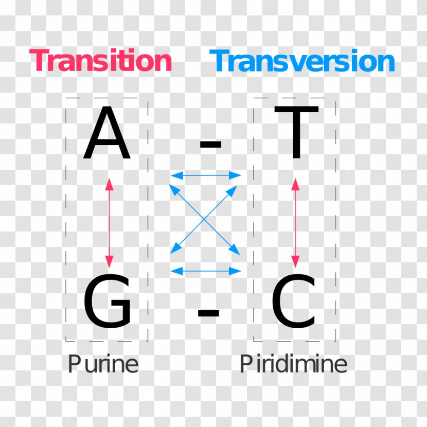 Point Mutation Transversion Transition Genetics - Gene Transparent PNG