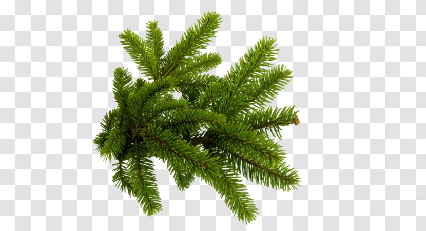 Clip Art Spruce Branch Conifers - Conifer - Pine Tree Transparent PNG