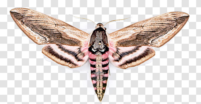 Insect Moth Moths And Butterflies Lymantria Dispar Dispar Hawk Moths Transparent PNG
