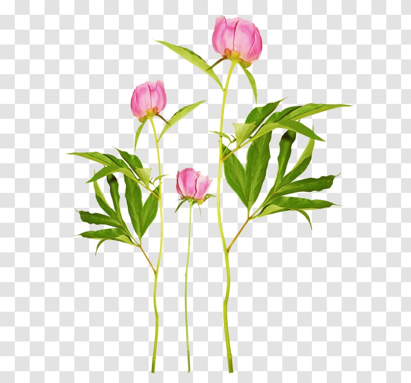 Peony Clip Art - Flower Transparent PNG