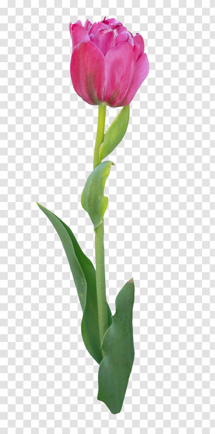 Tulip Flower Bouquet Clip Art - Seed Plant - A Transparent PNG