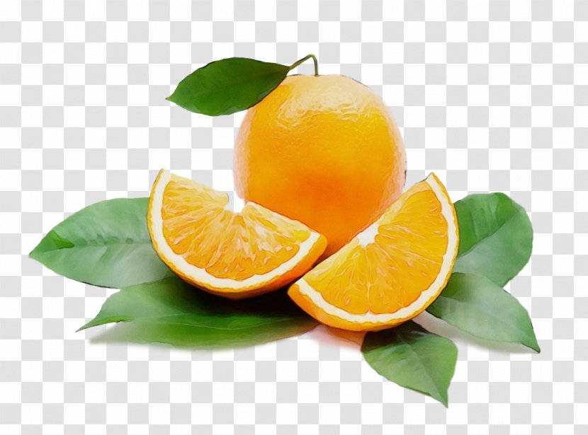 Citrus Key Lime Persian Fruit - Paint - Sweet Lemon Lemonlime Transparent PNG