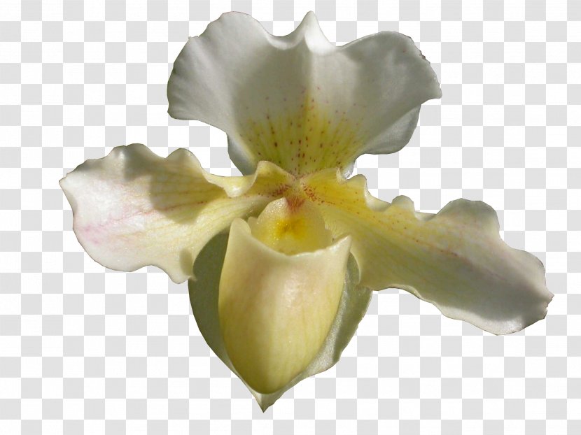 Orchids Lady's-slipper JPEG Portable Network Graphics Clip Art - Moth Orchid - Orchidea Transparent PNG