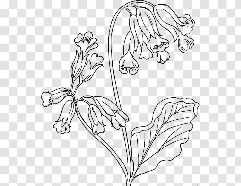 Cowslip Drawing Flower Clip Art - Wing - Outlines Transparent PNG