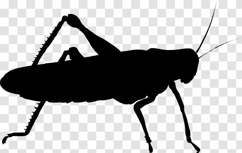 Insect Stock Photography Cricket Illustration - Weevil Transparent PNG