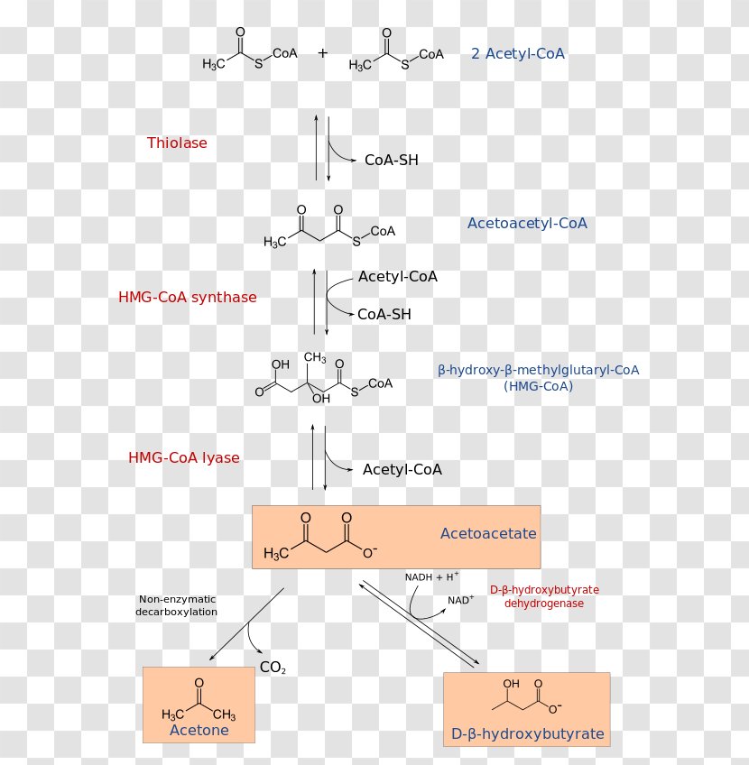 HMG-CoA 3-hydroxy-3-methylglutaryl-CoA Lyase Ketone Bodies Acetyl-CoA Coenzyme A - Biochemistry - Beta Hydroxy Acid Transparent PNG