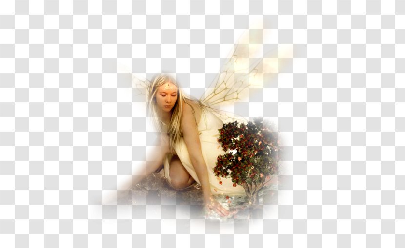 Fairy Féerie Myth Character Angel - Flower Transparent PNG
