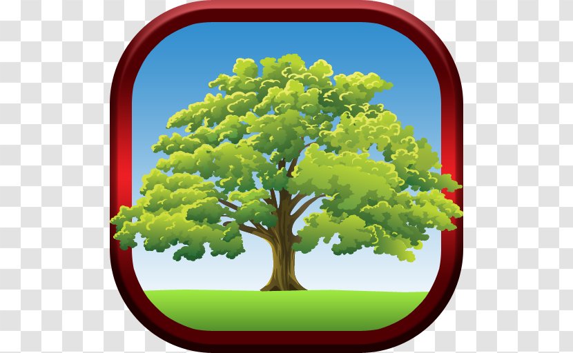 Tree Oak Drawing Biome Sky Limited Transparent PNG