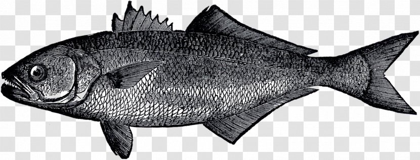 Milkfish Marine Biology Fish Products Mammal Transparent PNG