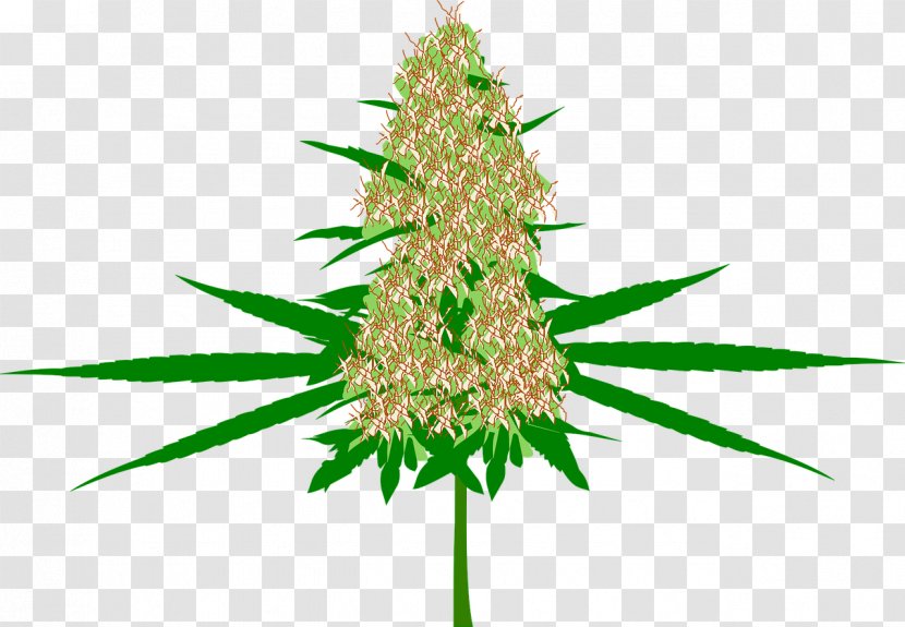 Hash, Marihuana & Hemp Museum Medical Cannabis Bud - Sativa - Tree Holiday Decorations Transparent PNG