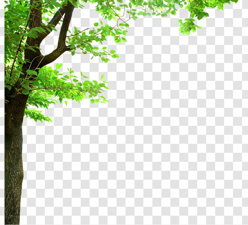 Shade Tree Branch Oak Clip Art - Green - Tall Transparent PNG