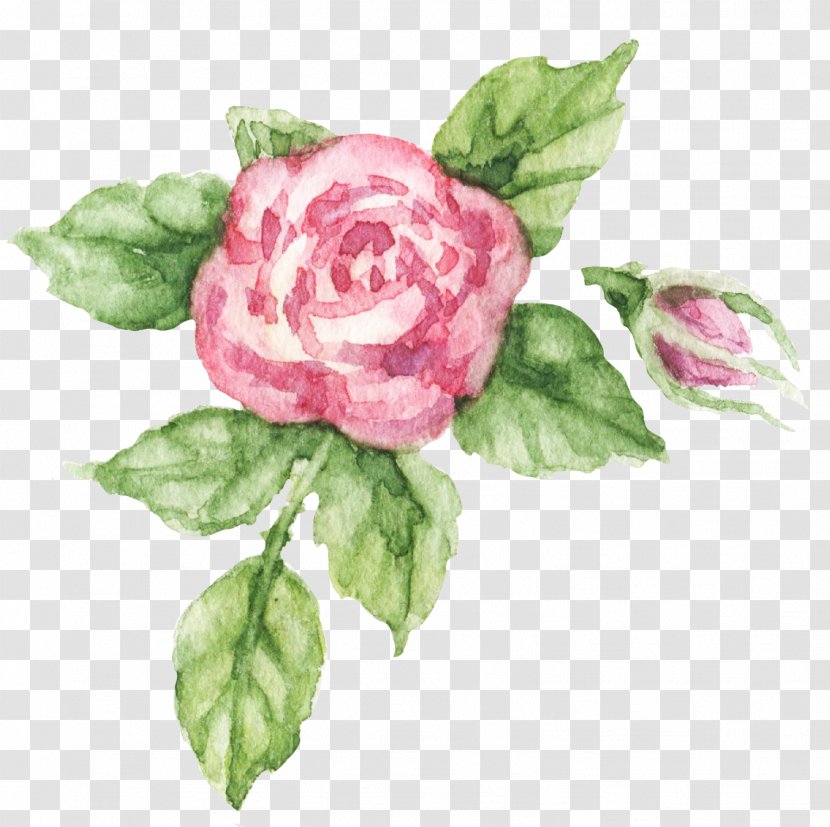 Watercolor Pink Flowers - Garden Roses - Rose Order Common Peony Transparent PNG